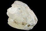 Partial Juvenile Oreodont (Merycoidodon) Skull - South Dakota #144204-2